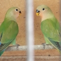 Young aviary peach face.