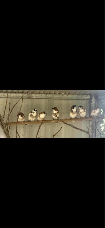 Bengalese / society finches