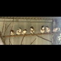 Bengalese / society finches