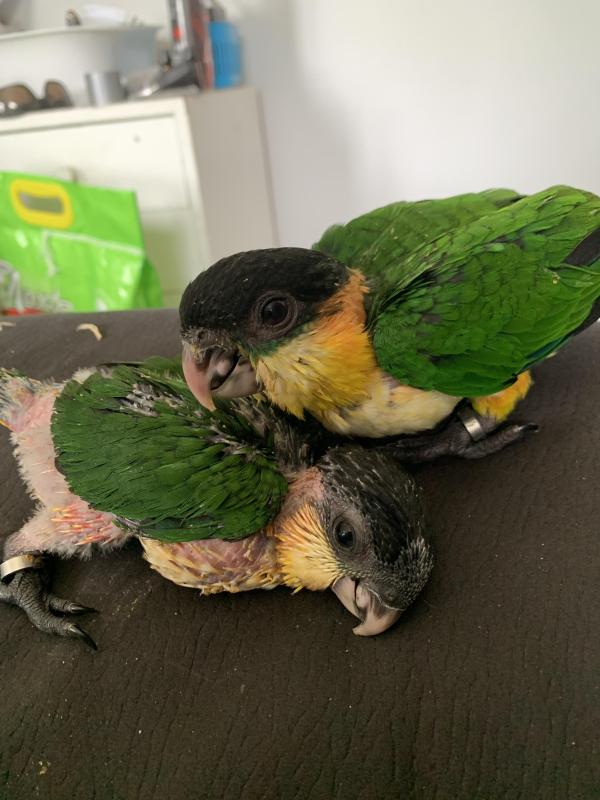 Black headed caiques