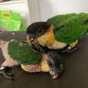 Black headed caiques