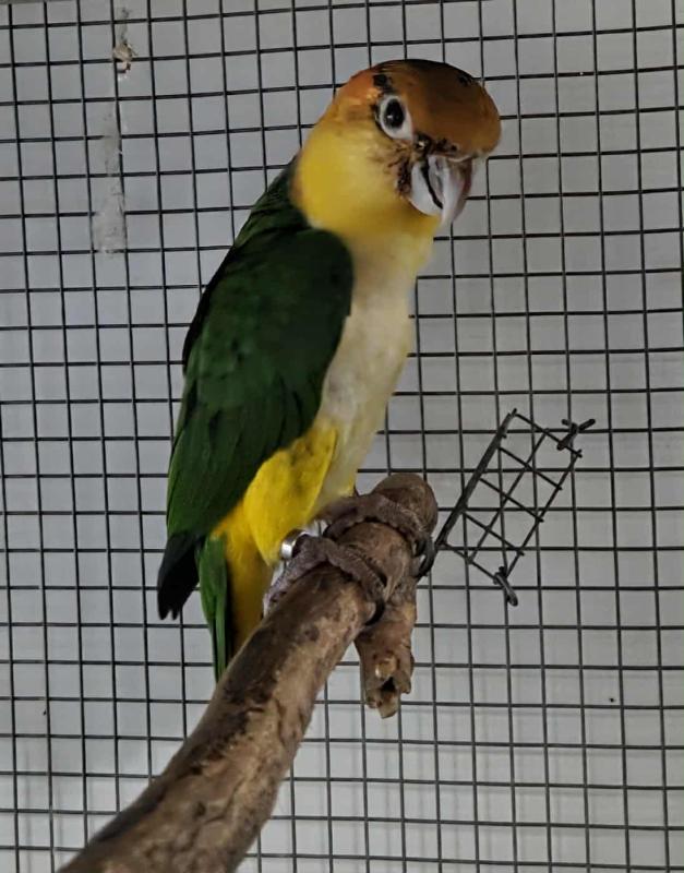 White bellied caique parent raised
