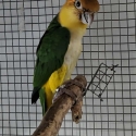 White bellied caique parent raised