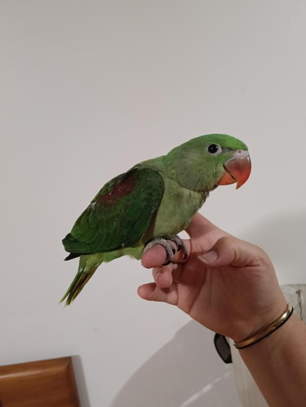 Hand raised Alexandrine