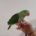 Hand raised Alexandrine