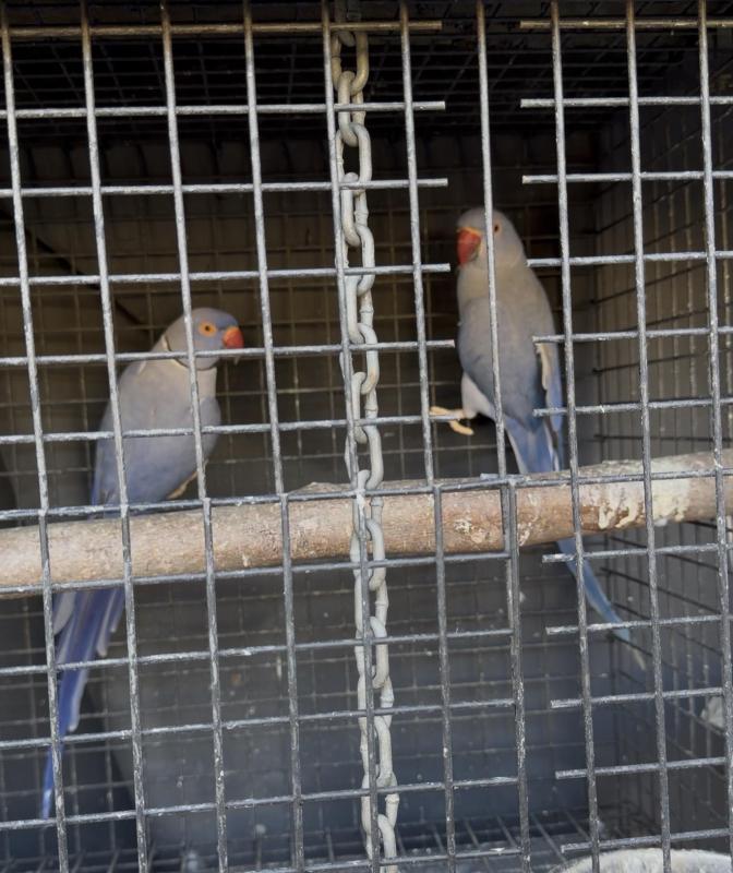 Indian ringnecks breeding pair