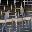 Indian ringnecks breeding pair