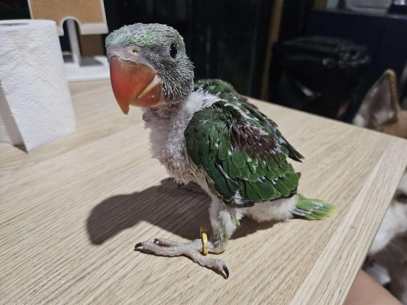 hand raised alexandrine Babys