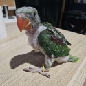hand raised alexandrine Babys