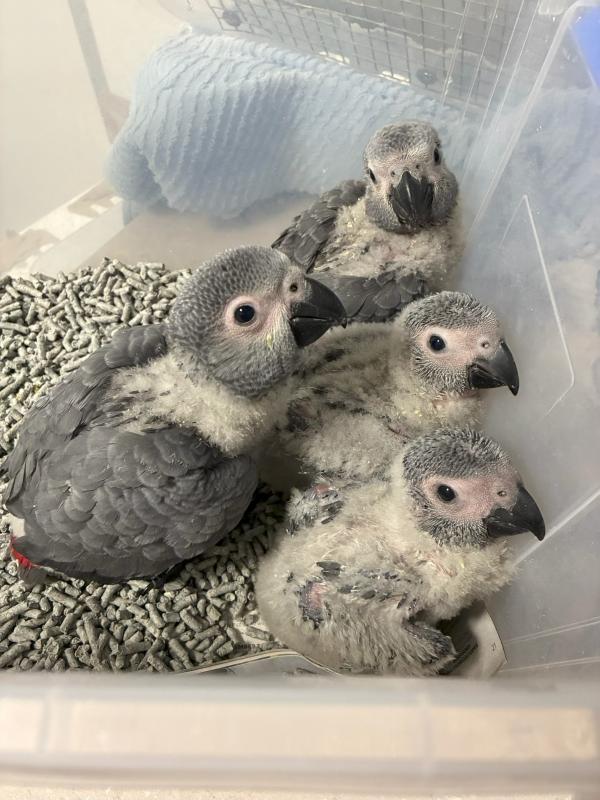 Hand reared African Grey