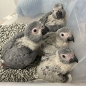 Hand reared African Grey