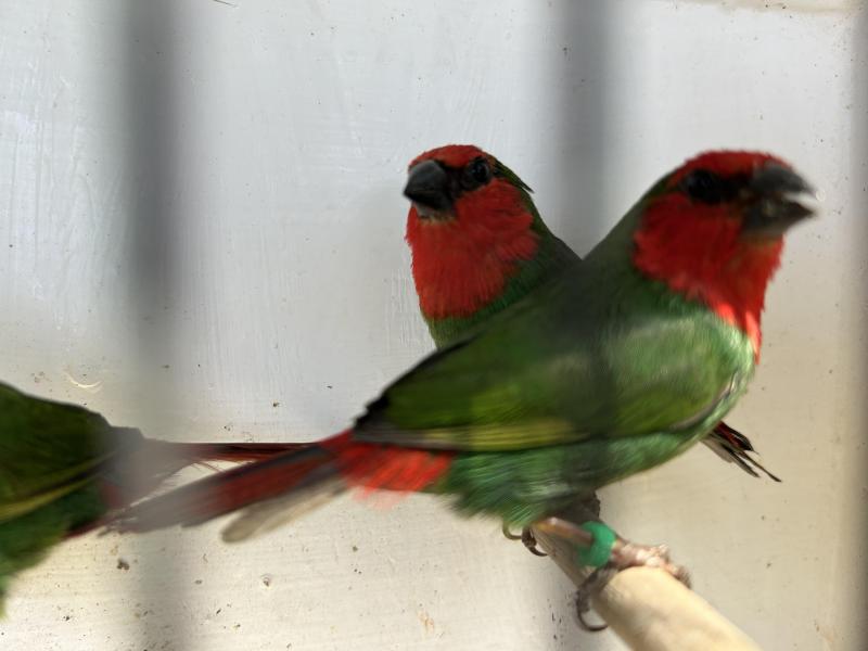 Red Face Parrot finch trio