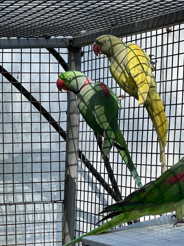 Alexandrine  Eckys macaws hahnas macaws breeding pairs
