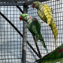 Alexandrine  Eckys macaws hahnas macaws breeding pairs