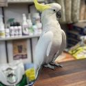 Handraised sulphur cockatoo