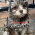 Choc Merle imported yorkie puppies
