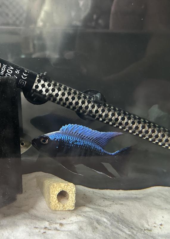 African cichlid colonies