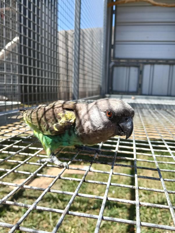 Male Meyer's parrot