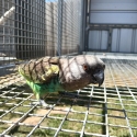 Male Meyer's parrot