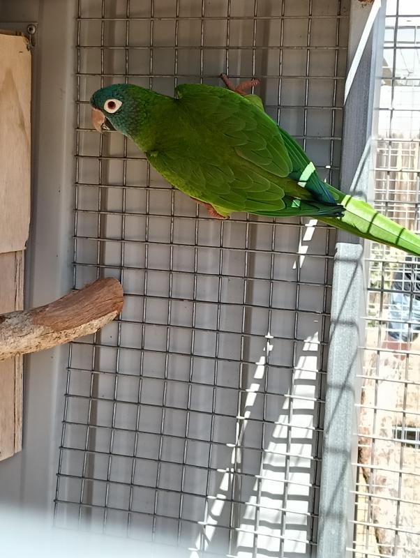 Mature male blue crowned conure