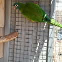Mature male blue crowned conure