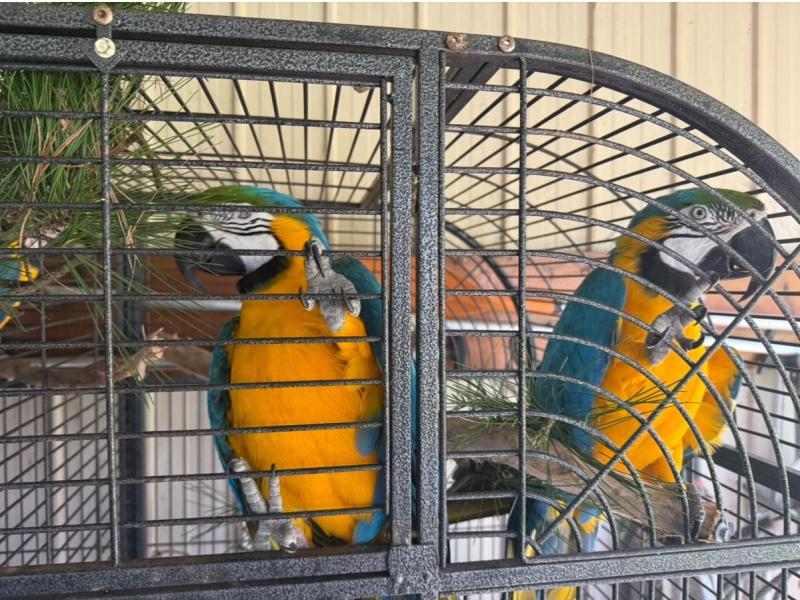 Blue and gold macaws 2 pairs