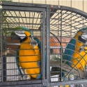 Blue and gold macaws 2 pairs