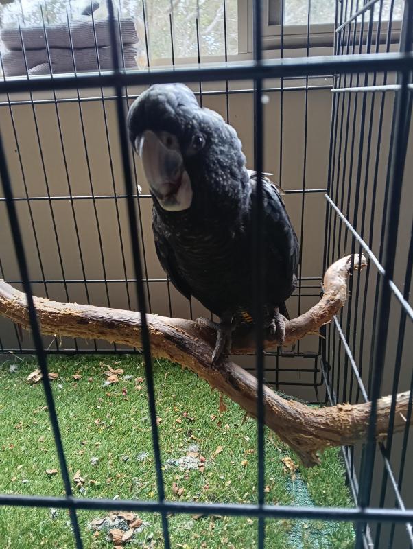Red tail black cockatoo female 3 years old semitained