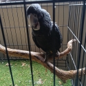 Red tail black cockatoo female 3 years old semitained