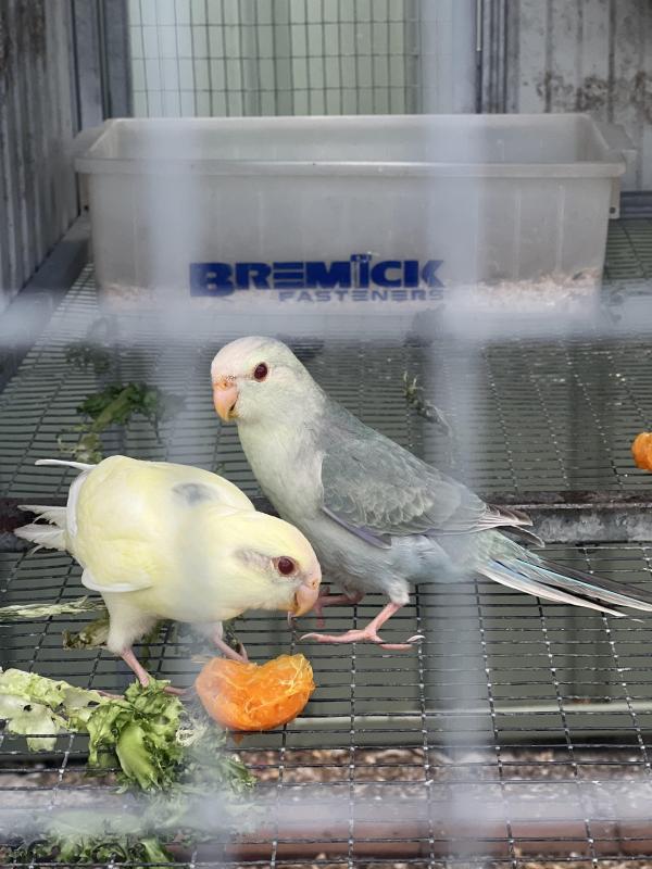 Fallow Blue Kakariki mutations