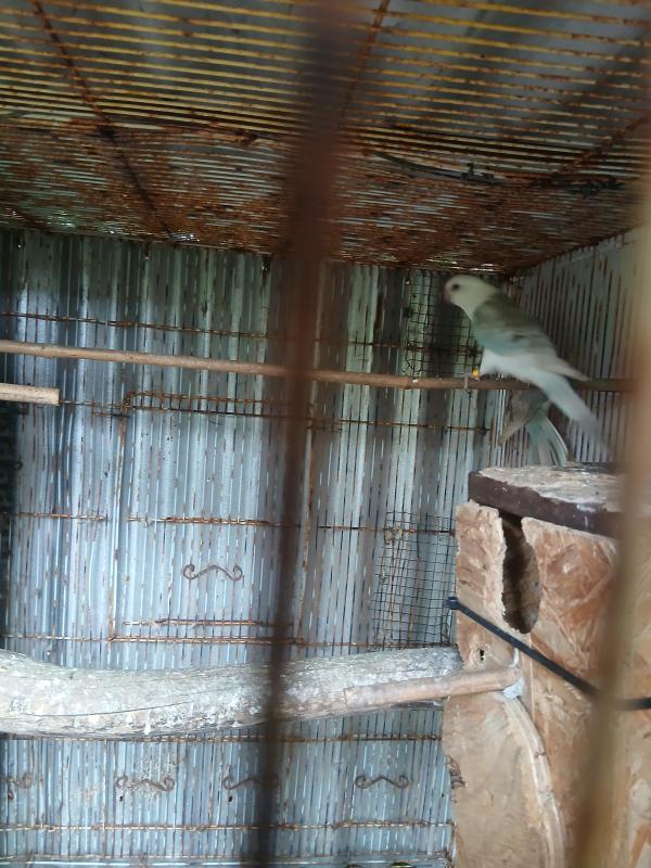 Grass parrots, breeding pair