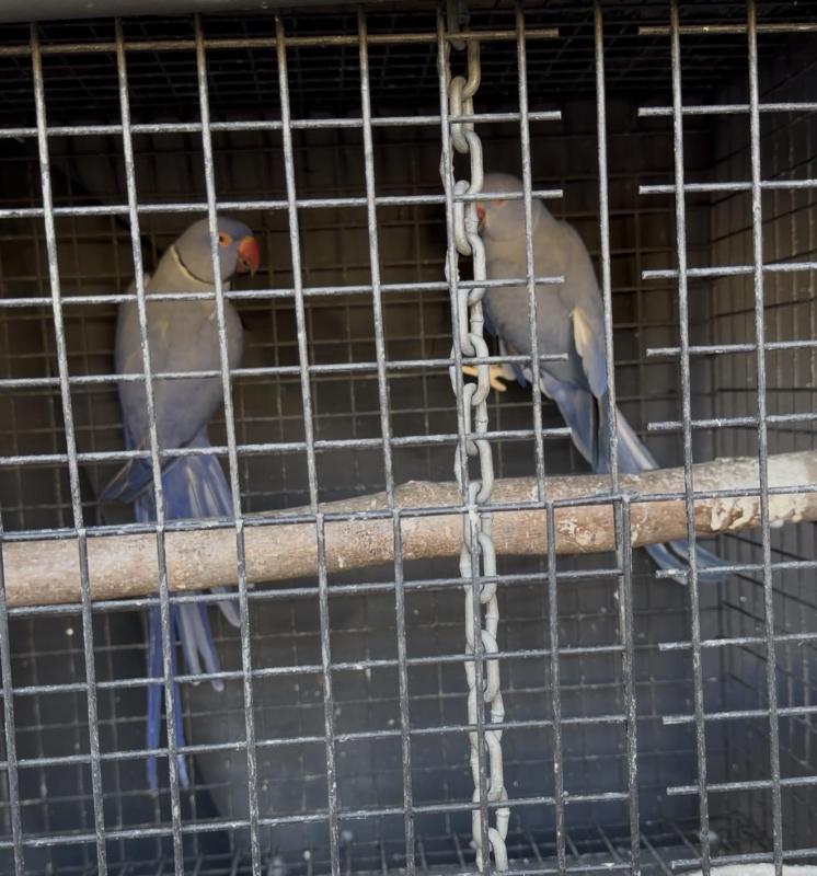 Indian ring neck pair