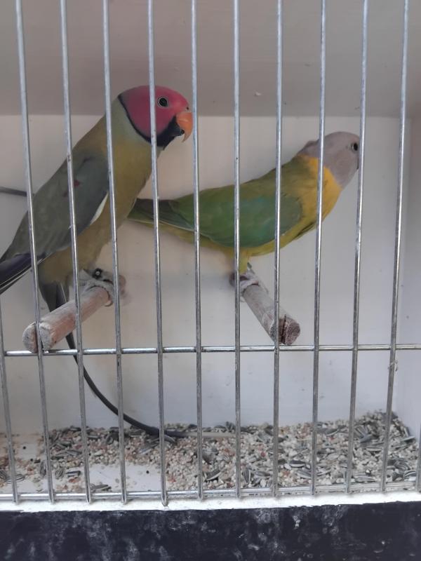 Mutation plumheads breeding pairs