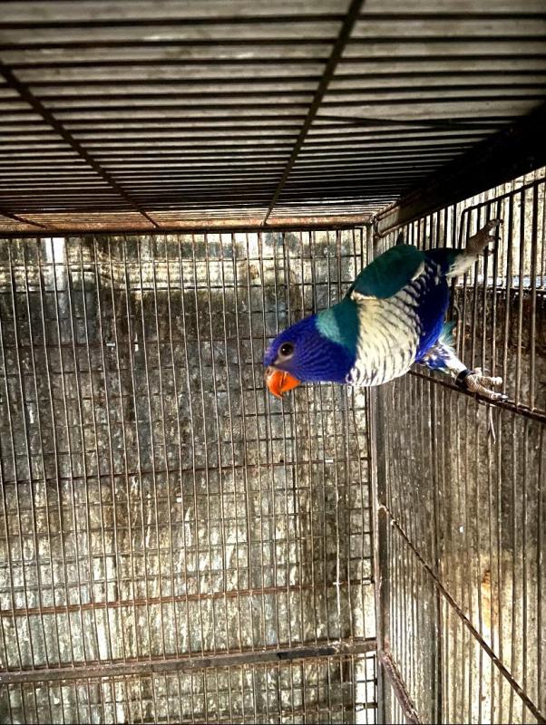 Par blue blue lorikeet