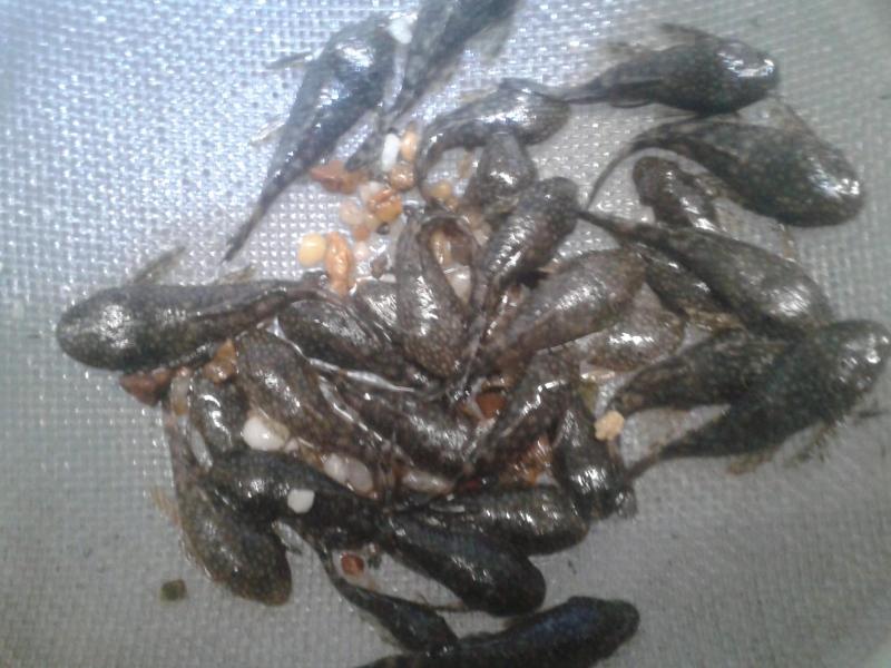 Bristlenose 10 for $20, Guppies 20 for $20, and fish tanks.