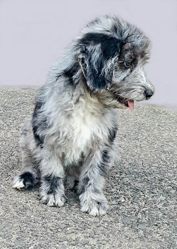 Bordoodles - Very Inelegant Puppies - DNA Clear