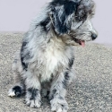 Bordoodles - Very Inelegant Puppies - DNA Clear