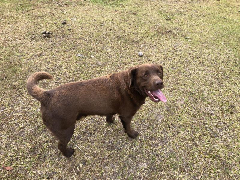 Charlie - Pure Bred Chocolate Labrador
