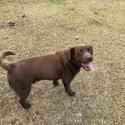 Charlie - Pure Bred Chocolate Labrador