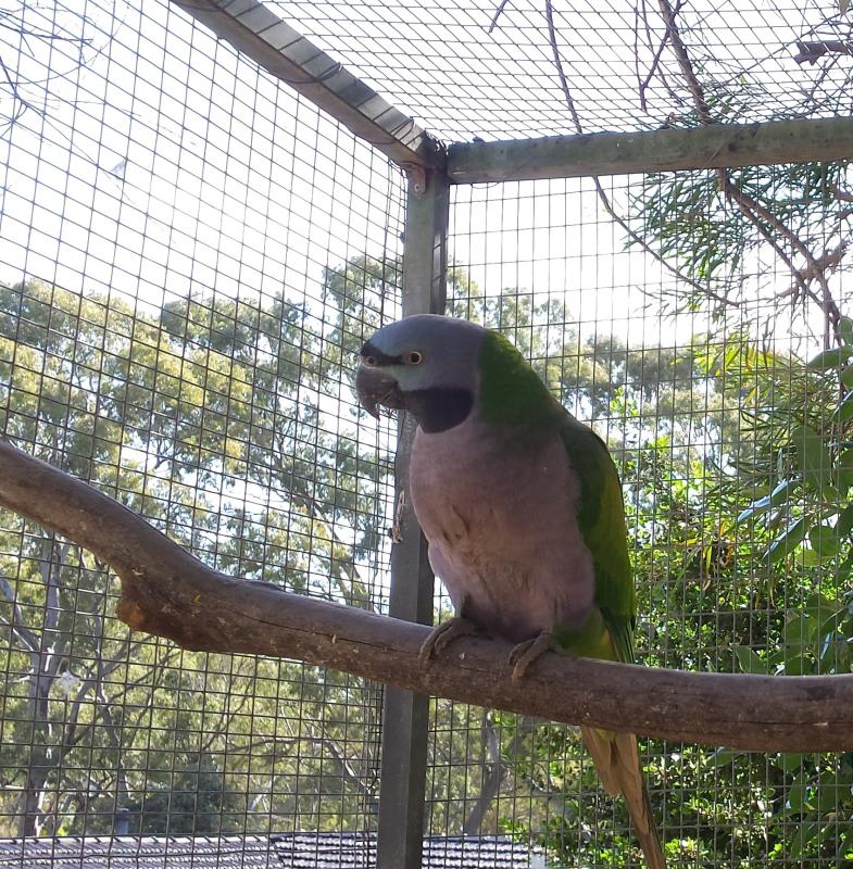 Female Derbyan parrot , just over two years old