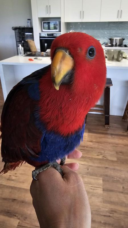 Handreared eclectus hen