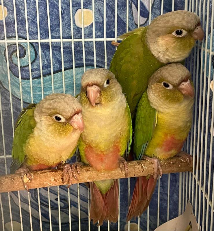 For Swap/Sell - 5x Young Cinnamon Green-cheeked Conures