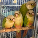 For Swap/Sell - 5x Young Cinnamon Green-cheeked Conures