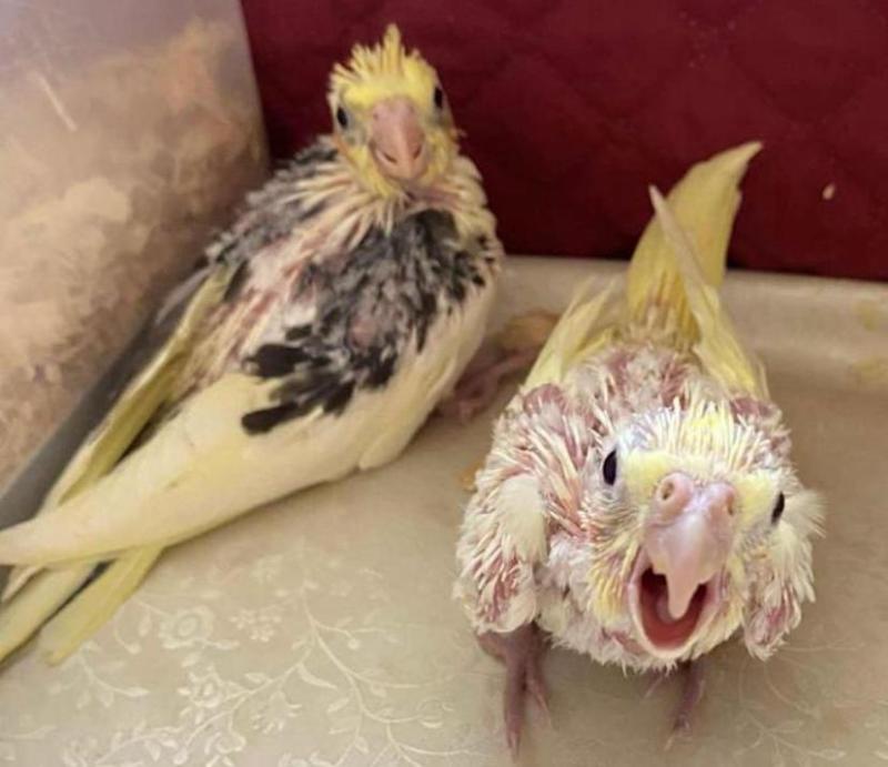 Cockatiels babies