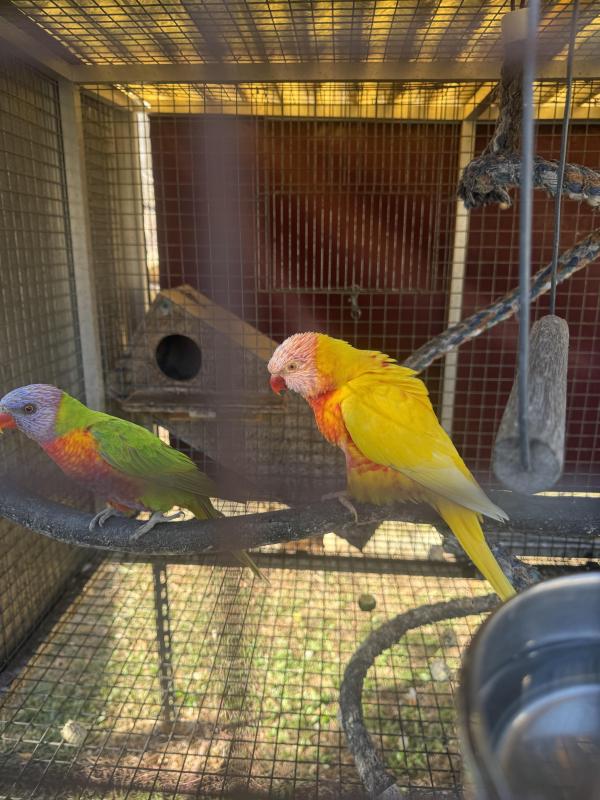 Rainbow lorikeet pairs