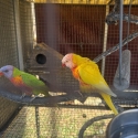 Rainbow lorikeet pairs