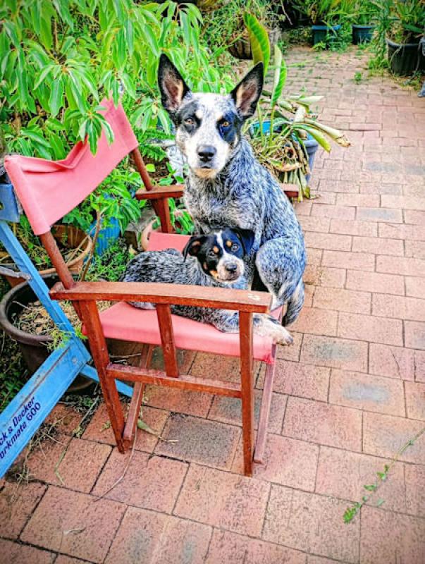 Australian Cattle Dog (Blue Heeler) Puppies
