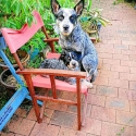 Australian Cattle Dog (Blue Heeler) Puppies