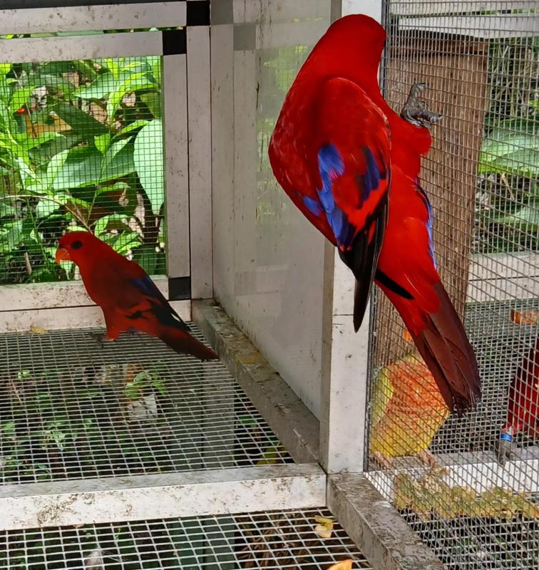Two hand raised Female Moluccan lorries
