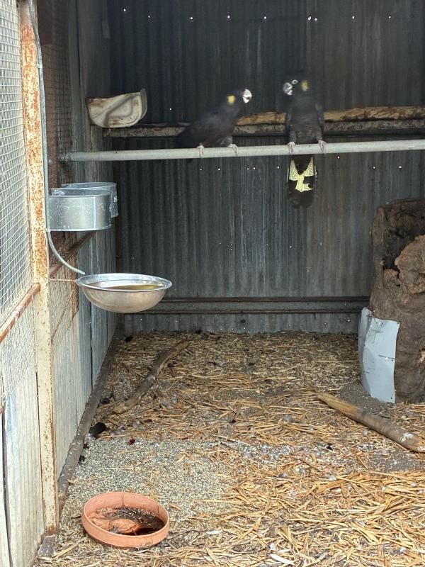 Yellowtail cockatoos